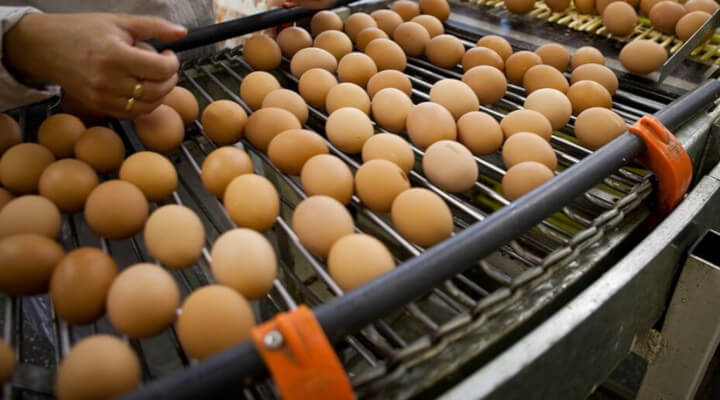 Óleo para Proteção de Ovos