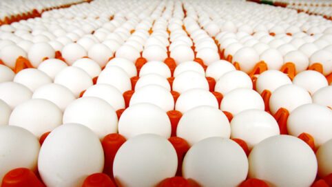 óleo para nebulização de ovos